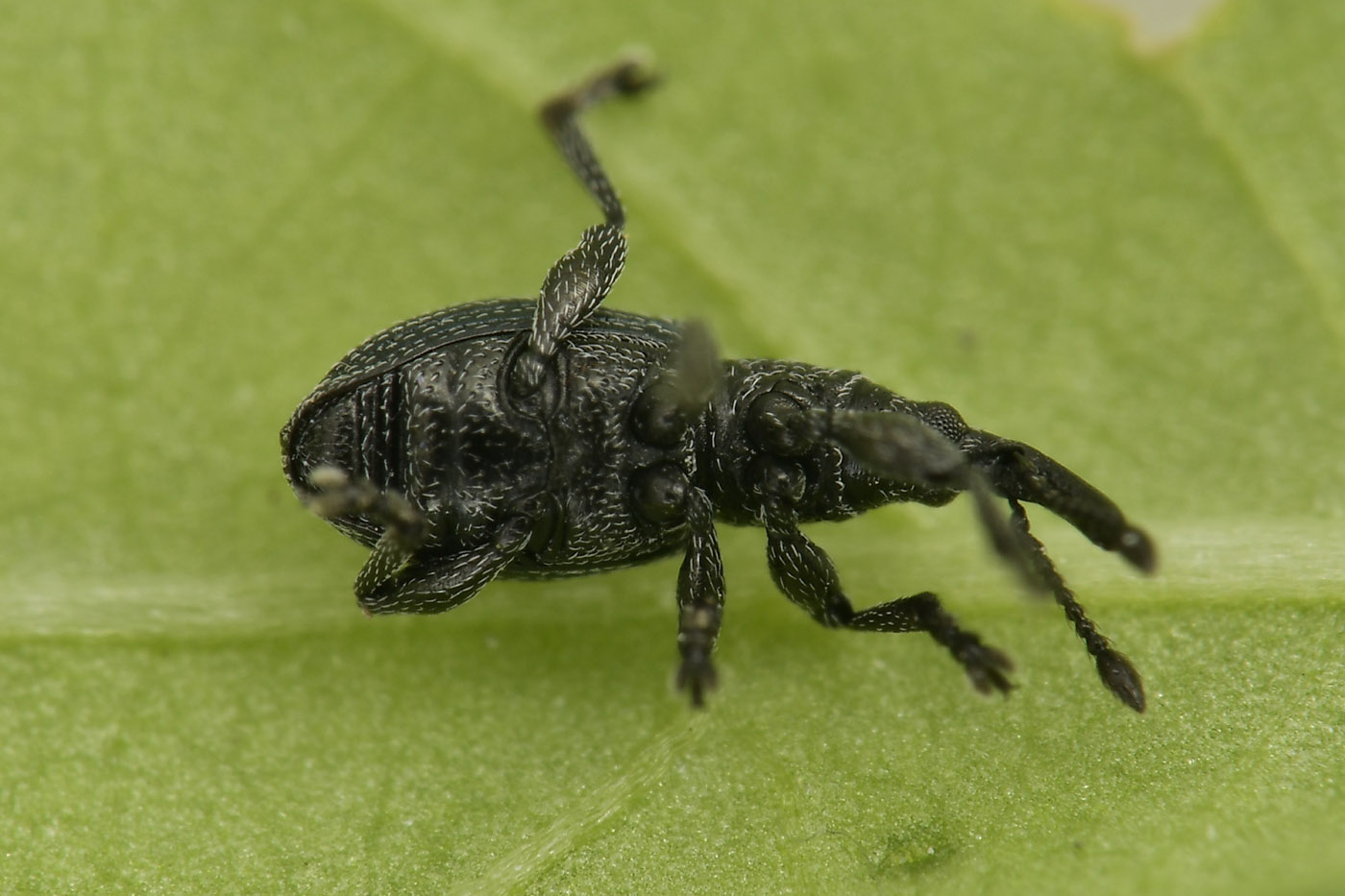 Apionidae: Ceratapion sp?
